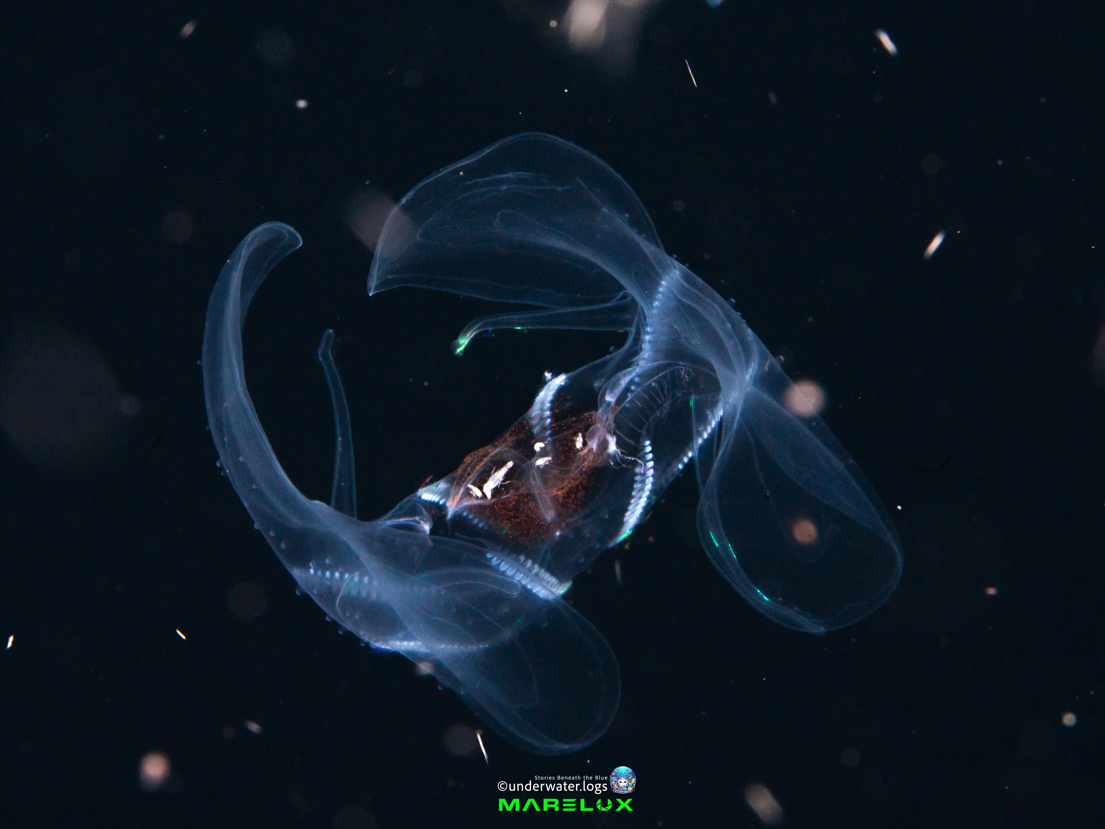 Scuba diving in Thailand