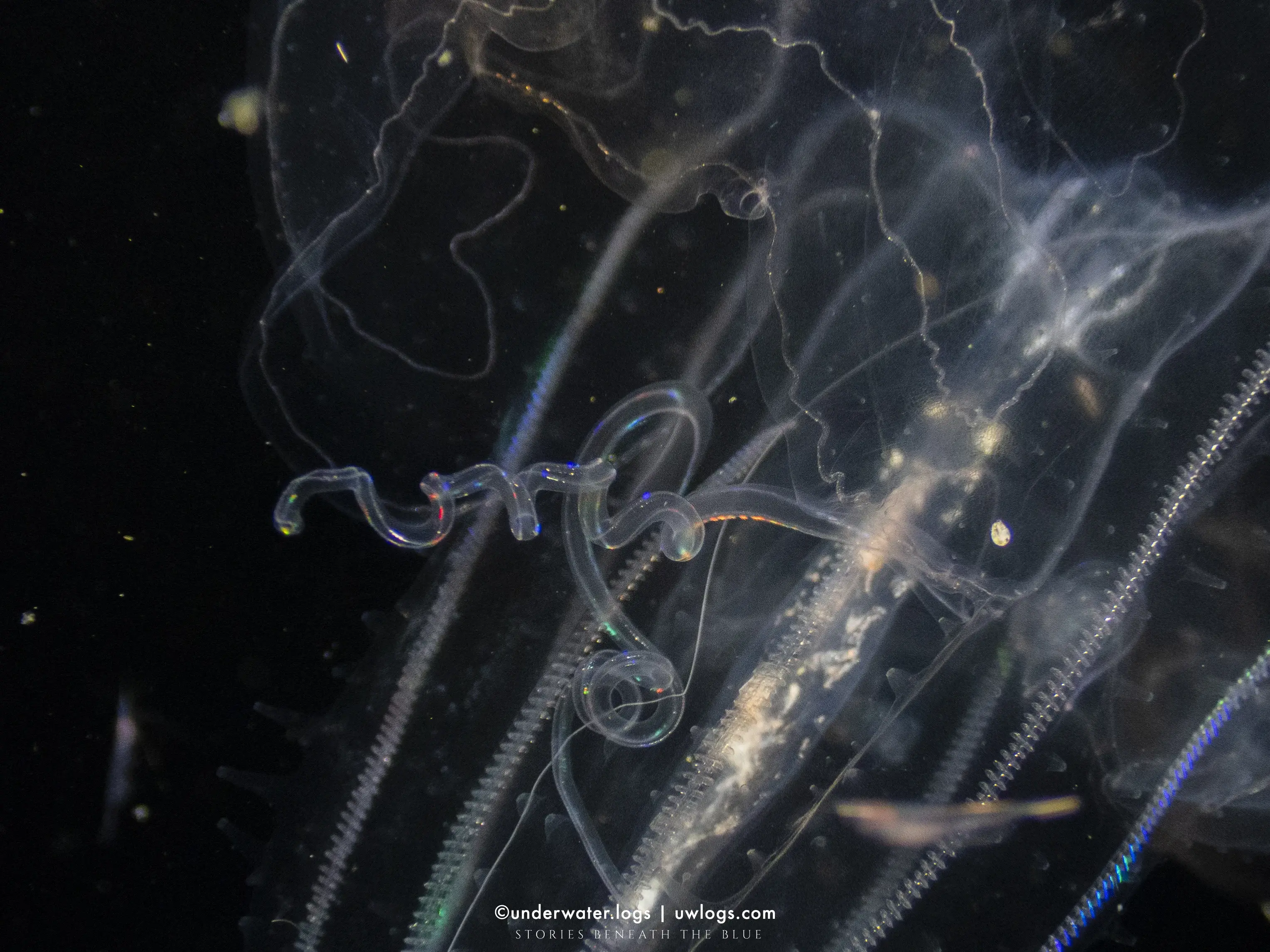 NSLog0 — underwater photographer