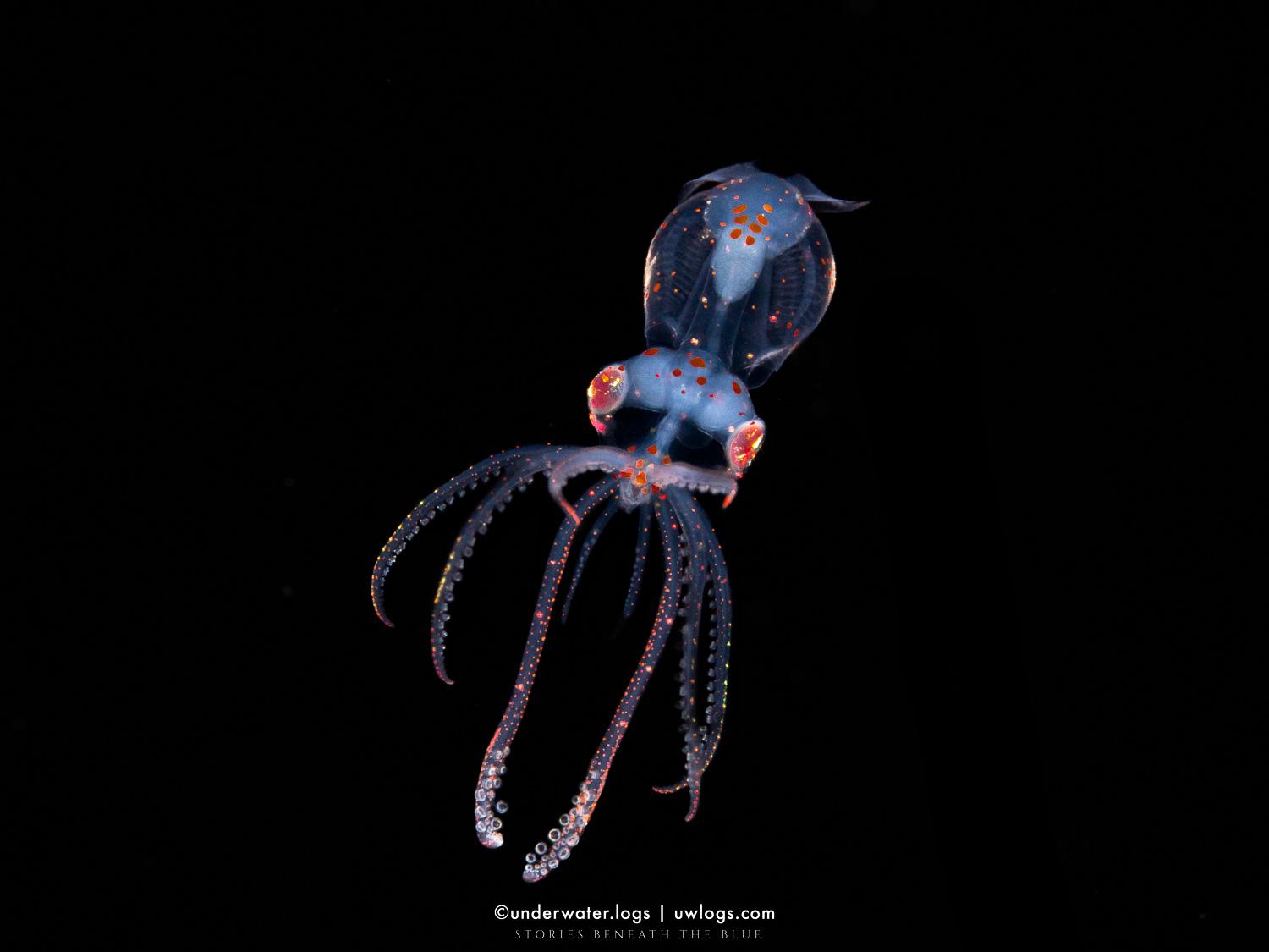 Cover image for: 🐙 Cephalopod - เซฟาโลพอด: เมื่อตัดสินใจทิ้งเกราะ แล้วกลายเป็นอัจฉริยะ