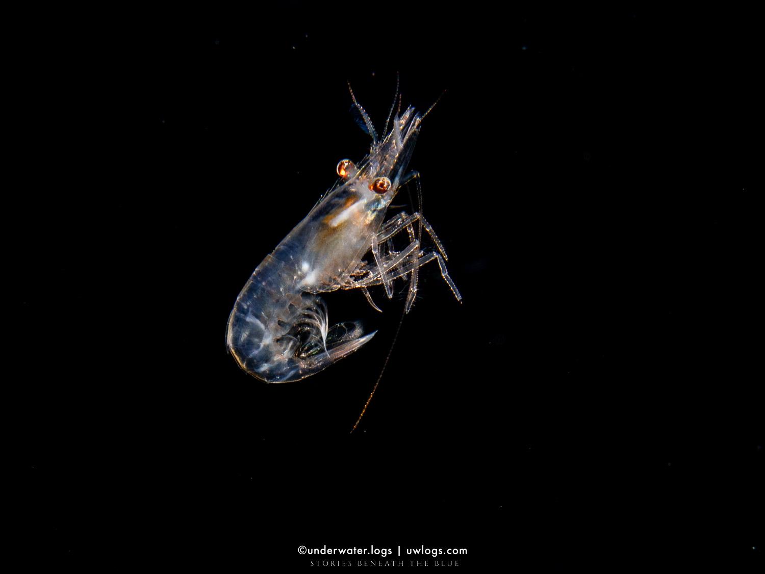 Cover image for: 🦀 Arthropoda - อาร์โทรพอด: ไฟลัมผู้ครองโลก และชีวิตที่ซ่อนอยู่ใต้กระดอง