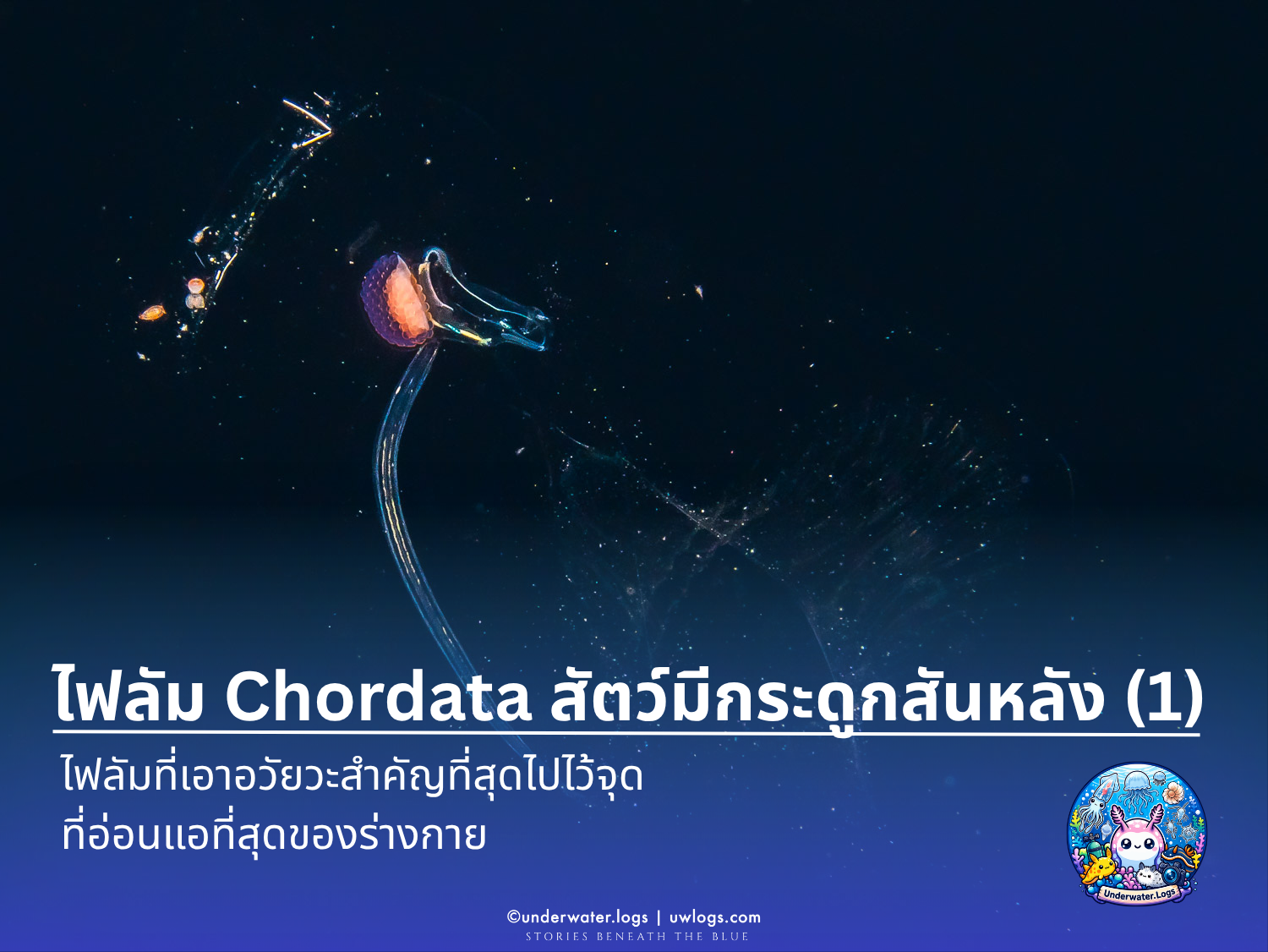 Cover image for: 🦴 Chordata Part 1: ไฟลัมที่เอาอวัยวะสำคัญที่สุดไปไว้จุดที่อ่อนแอที่สุดของร่างกาย