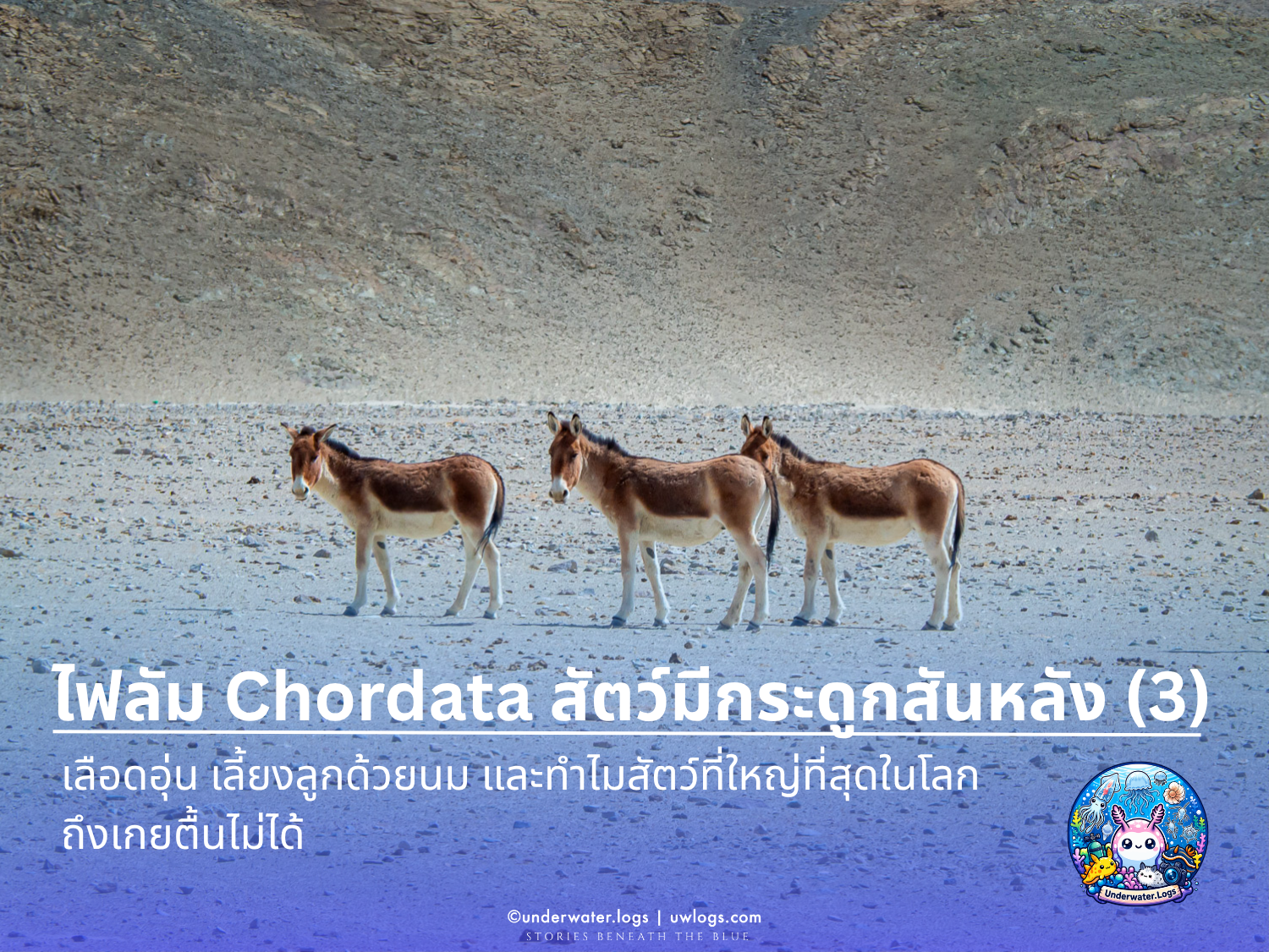 Cover image for: 🐋 Chordata Part 3: เลือดอุ่น เลี้ยงลูกด้วยนม และทำไมสัตว์ที่ใหญ่ที่สุดในโลกถึงเกยตื้นไม่ได้