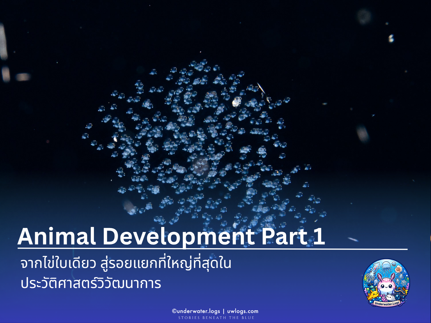 Cover image for: 🥚 Animal Development Part 1: จากไข่ใบเดียว สู่รอยแยกที่ใหญ่ที่สุดในประวัติศาสตร์วิวัฒนาการ