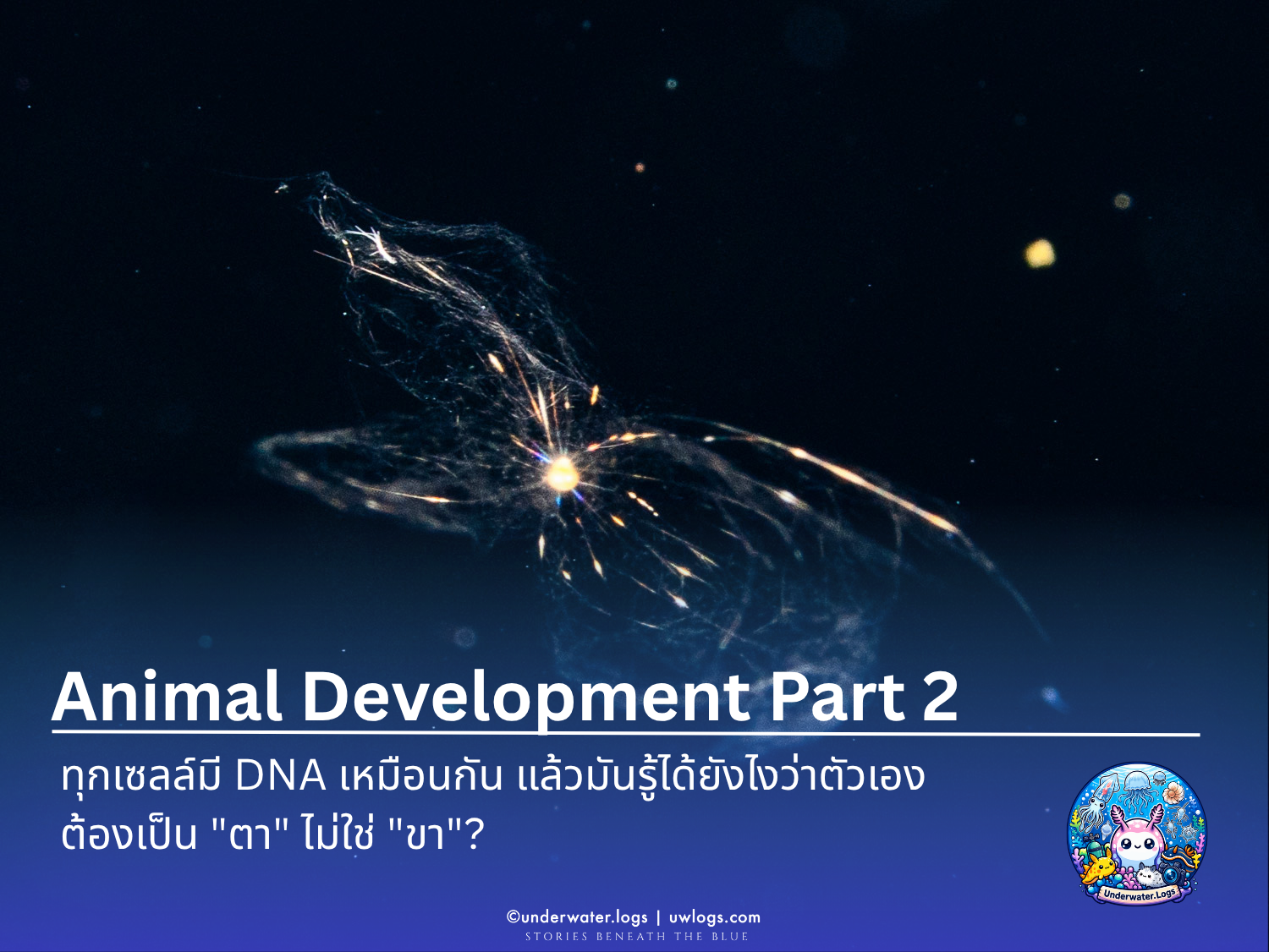Cover image for: 🧬Animal Development Part 2: ทุกเซลล์มี DNA เหมือนกัน แล้วมันรู้ได้ยังไงว่าตัวเองต้องเป็น "ตา" ไม่ใช่ "ขา"?