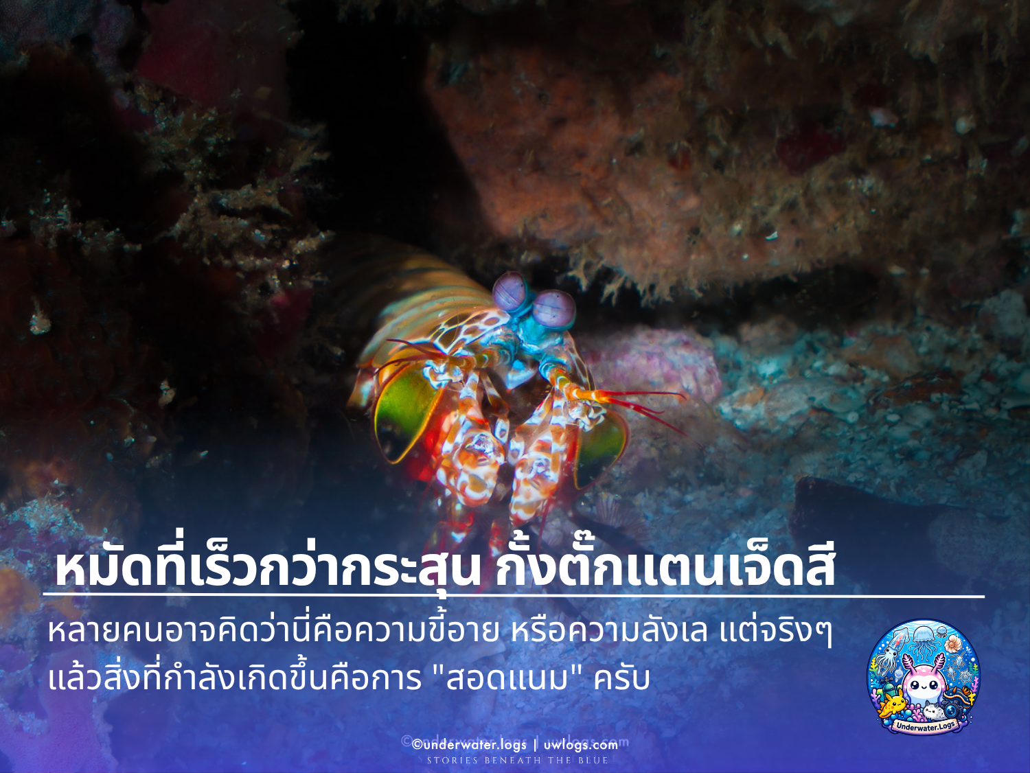 Cover image for: 🦐 หมัดที่เร็วกว่ากระสุน ตาที่มองเห็นโลกคนละใบกับเรา