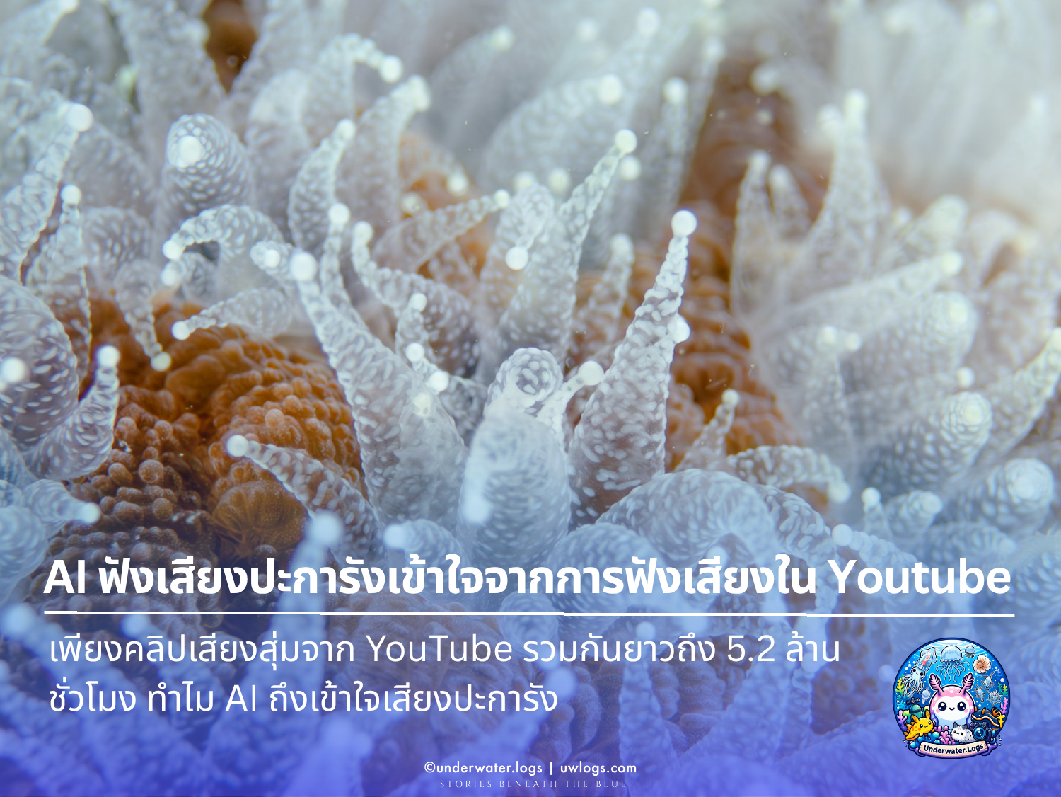 Cover image for: AI ที่ฝึกมาจากคลิป YouTube สุ่มๆ กลับฟังเสียงปะการังเข้าใจดีกว่าสูตรคำนวณที่นักวิทยาศาสตร์ใช้มาหลายสิบปี