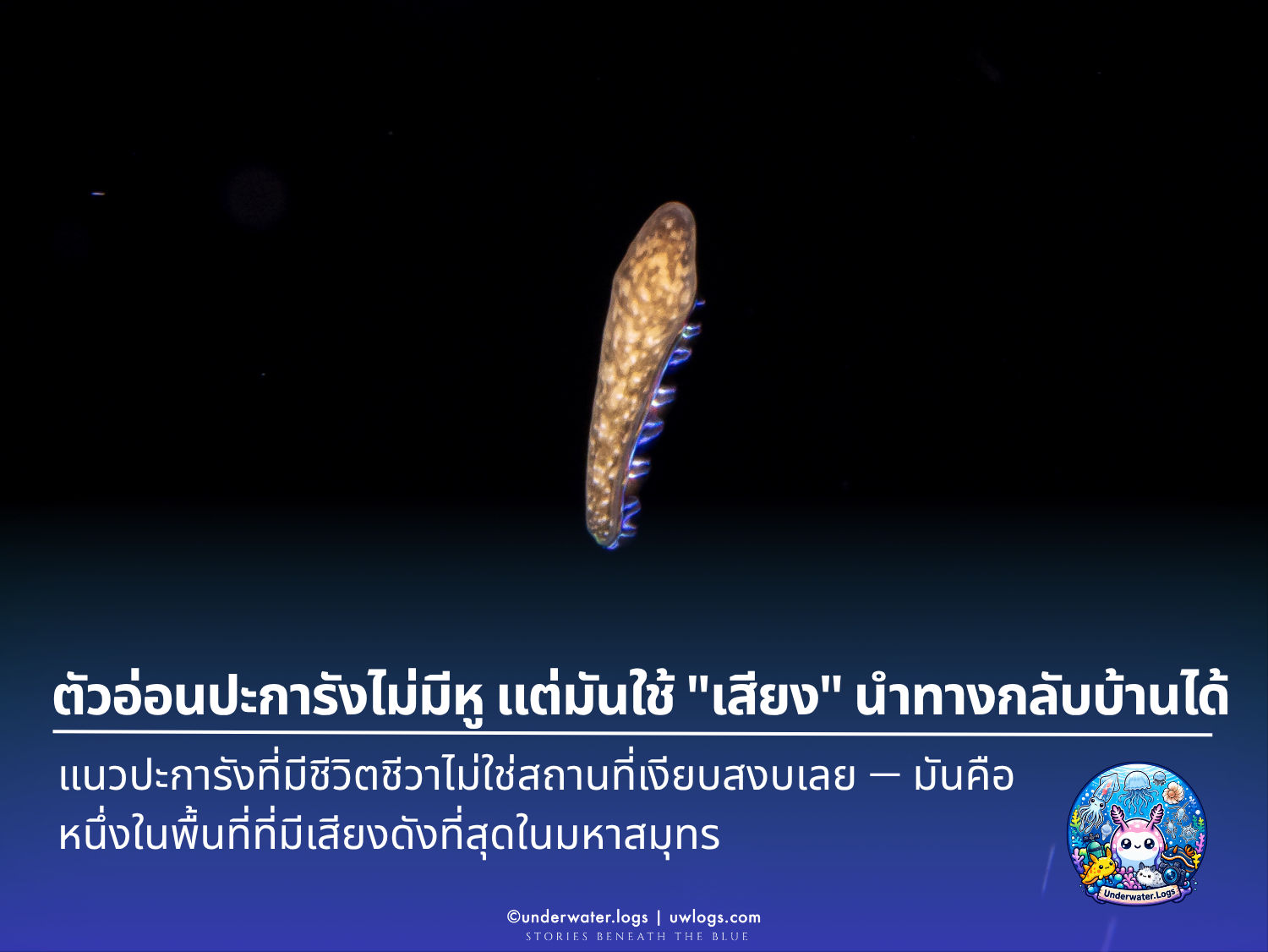 Cover image for: ตัวอ่อนปะการังไม่มีหู ไม่มีตา ไม่มีสมอง แต่มันใช้ "เสียง" นำทางกลับบ้านได้