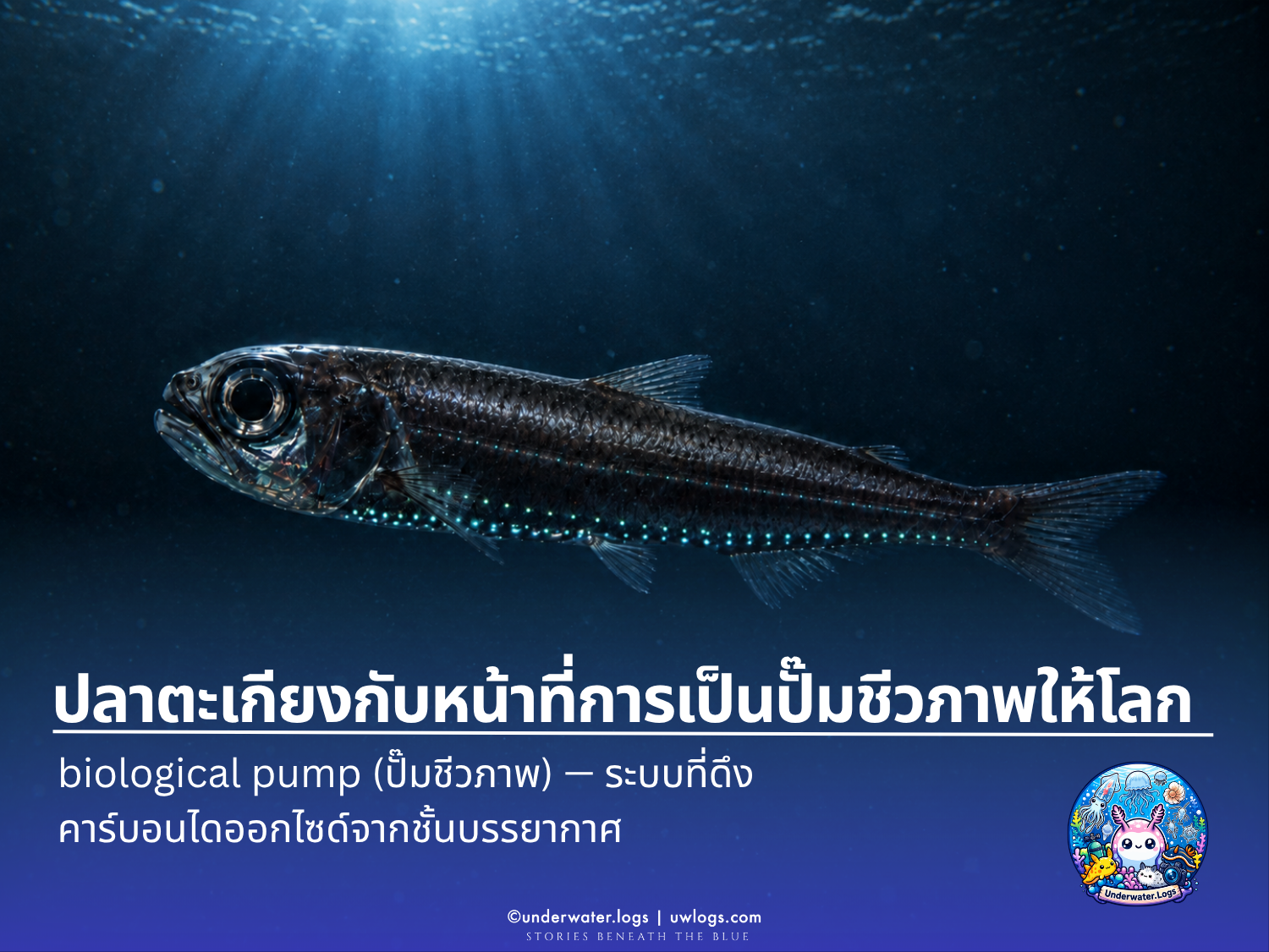 Cover image for: ปลาตะเกียงกับหน้าที่การเป็นปั๊มชีวภาพให้โลก